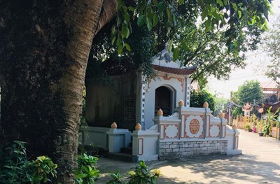 Truyền thuyết QUÁN TIÊN - CÂY MUỖM NGỰ