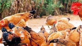 Gà thả vườn (Hát Môn)