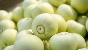 Dưa Lê (Cố Thổ)