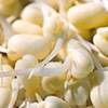 /uploads/products/gia-dau-nanh.jpg