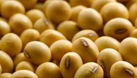 Hạt đậu nành (Hát Môn)