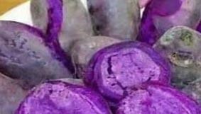 Khoai Tím (Cố Thổ)