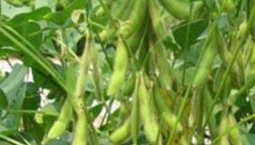 Quả đậu nành (Hát Môn)